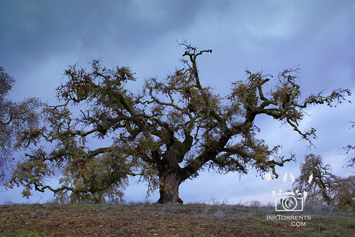 Napa Alston Park photography of an old growth oak tree — InkTorrents Graphics