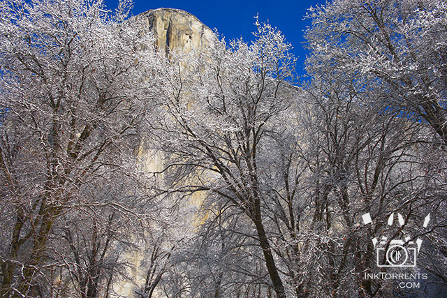 Ink Torrents Graphics Yosemite In Winter El Capitan Meadow - El Capitan and Black Oaks photo by Soma Acharya @ InkTorrents