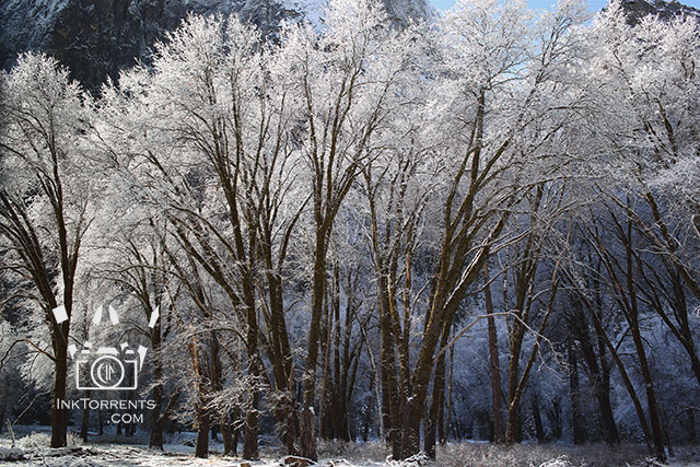 Ink Torrents Graphics Yosemite In Winter El Capitan Meadow Black Oaks photo by Soma Acharya @ InkTorrents