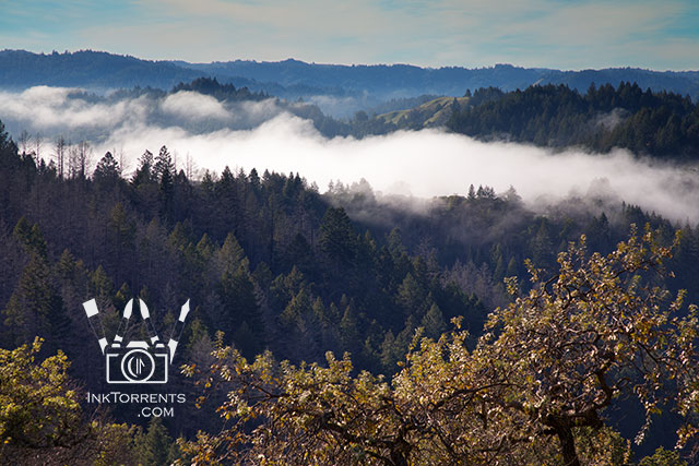 Armstrong Redwoods State Reserve photo by Soma Acharya InkTorrents Graphics @ InkTorrents.com