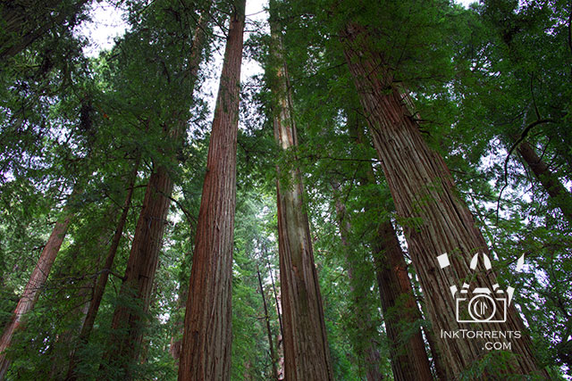 California Redwood National park photos by Soma Acharya @ inktorrents.com InkTorrents Graphics