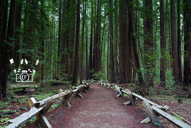 Armstrong Redwoods State Reserve photo by Soma Acharya InkTorrents Graphics @ InkTorrents.com