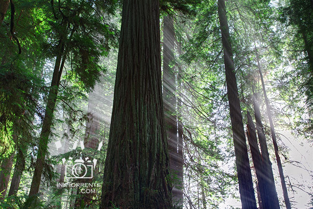 California Redwood National park photos by Soma Acharya @ inktorrents.com InkTorrents Graphics
