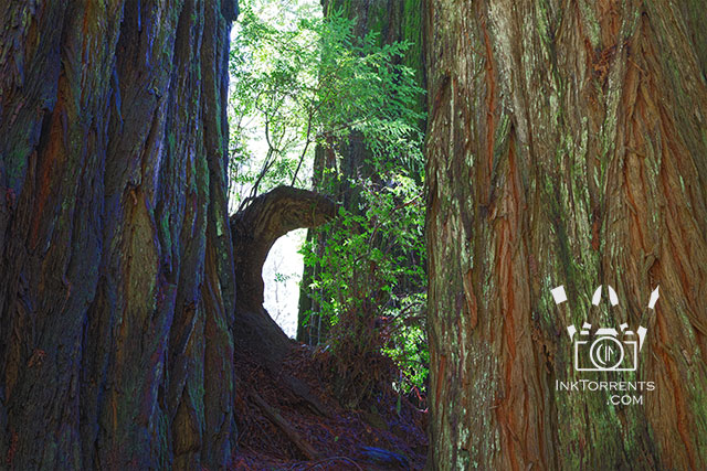 California Redwood National park photos by Soma Acharya @ inktorrents.com InkTorrents Graphics