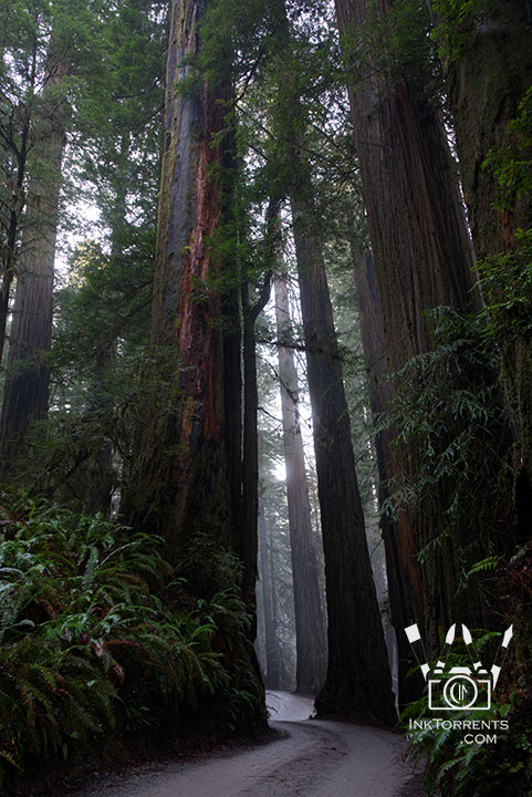 California Redwood National park photos by Soma Acharya @ inktorrents.com InkTorrents Graphics