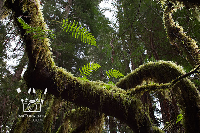 California Redwood National park photos by Soma Acharya @ inktorrents.com InkTorrents Graphics