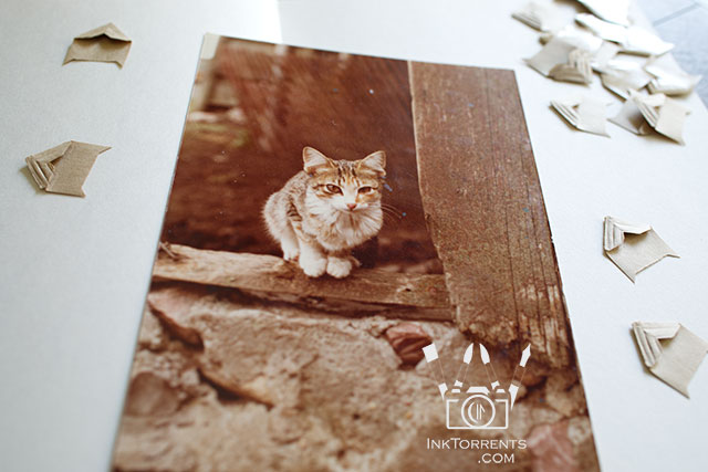 My October Photo Project - treasure kitty photo by Soma @ Inktorrents.com