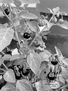 Poisonous nightshade berries make beautiful purple ink