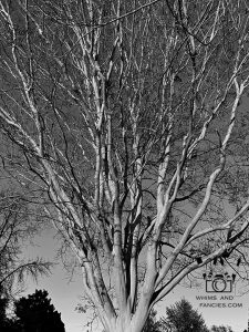 Bare Tree Catching The Sunset Hour