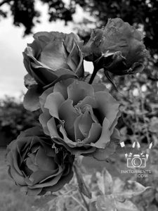 Four roses spangled with raindrops