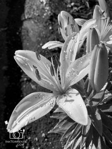 A few more of the annual lilies