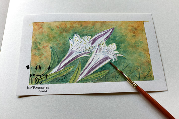 Alpine Gentian flowers in the Easter Sierra Tioga Pass Yosemite watercolor painting by Soma Acharya InkTorrents Graphics @ InkTorrents.com