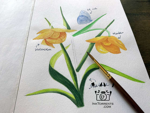 Golden Fairy Lantern painting yellow Northern California Wildflower @ InkTorrents.com by Soma