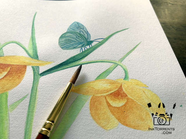 Golden Fairy Lantern painting yellow Northern California Wildflower @ InkTorrents.com by Soma