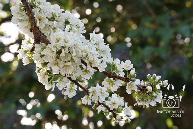 Spring Blossoms in the rain in Napa @ InkTorrents.com by Soma Acharya