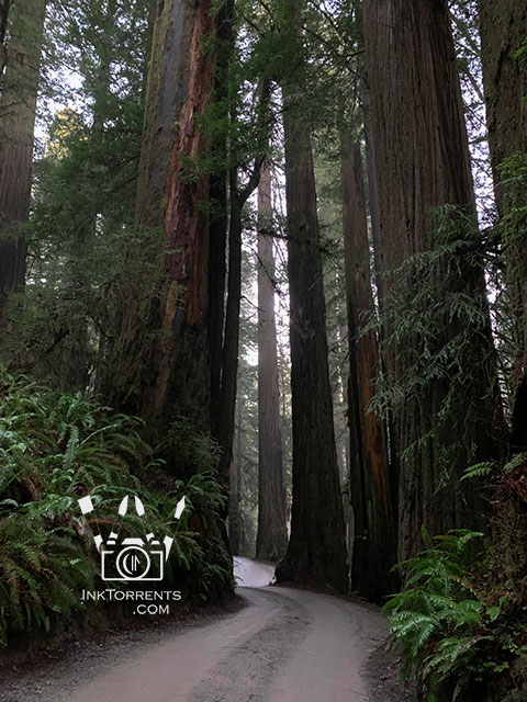 California Redwood National Park photo by Soma Acharya InkTorrents Graphics @ InkTorrents.com
