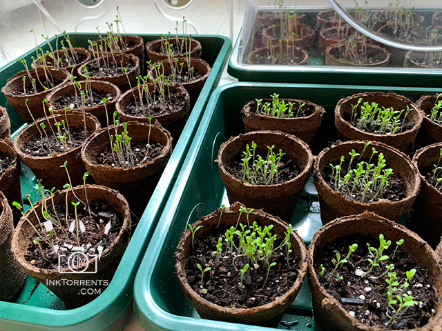 Indigo and coreopsis seedlings by Soma @ InkTorrents.com