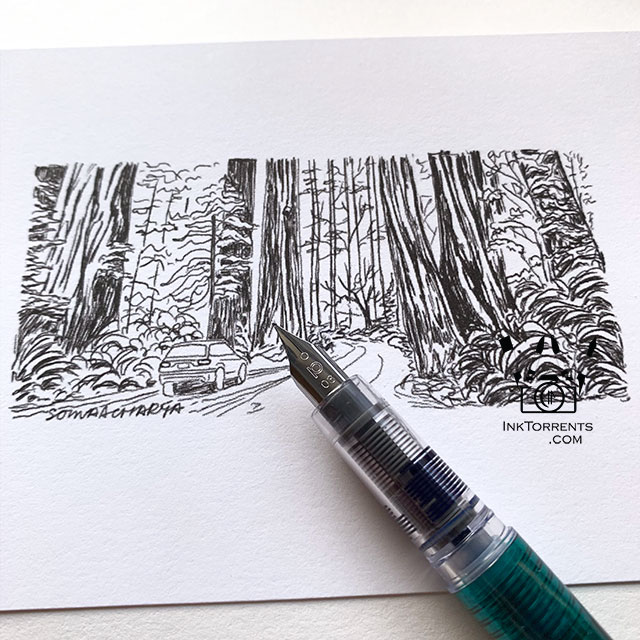 Redwoods National and State Park pen drawing by Soma Acharya, Ink Torrents Graphics, inktorrents.com