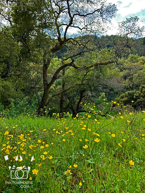 Northern California wildflowers at local park in Napa @ InkTorrents.com by Soma