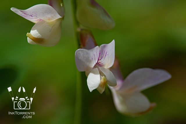 Wild Sweet Pea white Northern California Wildflower @ InkTorrents.com by Soma