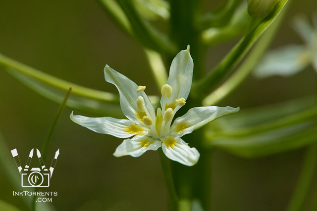 Star Lily white Northern California Wildflower @ InkTorrents.com by Soma