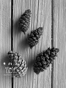 Little pine cones @ InkTorrents.com by Soma