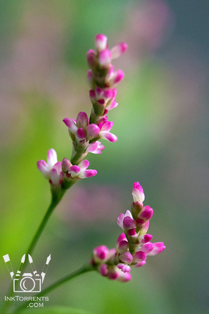 Growing Japanese Indigo @ inktorrents.com by Soma