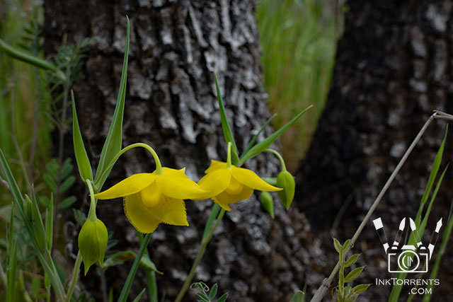 Golden Fairy Lantern yellow Northern California Wildflower @ InkTorrents.com by Soma