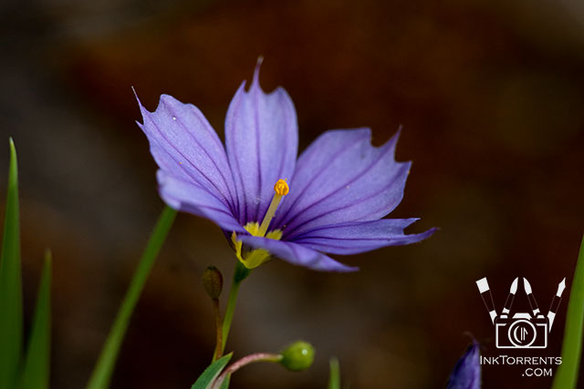 Western Blue Eyed Grass purple Northern California Wildflower @ InkTorrents.com by Soma