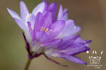 Blue Dicks purple Northern California Wildflower @ InkTorrents.com by Soma