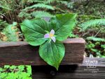 Muir Woods Redwood Forest Milkmaid wildflower by Soma Acharya, Ink Torrents Graphics, inktorrents.com