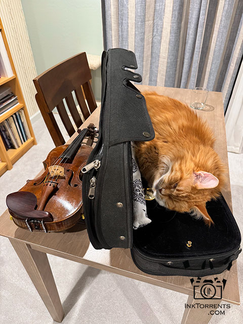 Tavish the maine coon sleeping in a violin case by Soma Acharya, Ink Torrents Graphics, inktorrents.com