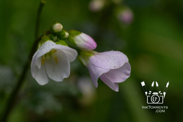 California Redwood National park photos by Soma Acharya @ inktorrents.com InkTorrents Graphics