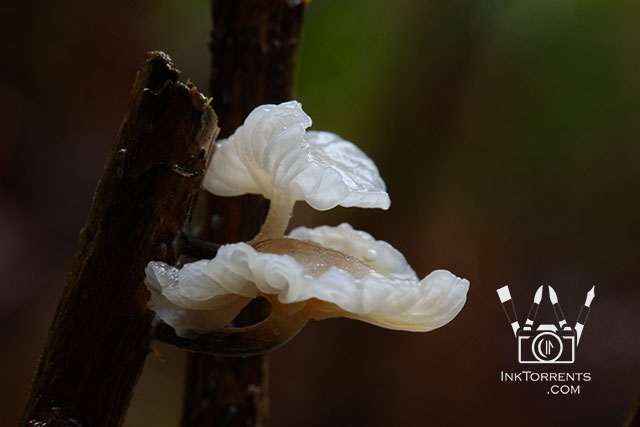 California Redwood National park photos by Soma Acharya @ inktorrents.com InkTorrents Graphics