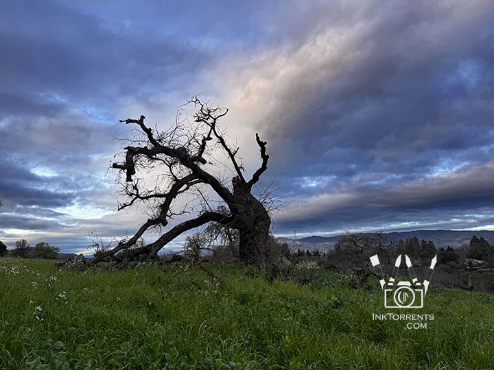 Napa Alston Park photography of an old growth oak tree — InkTorrents Graphics