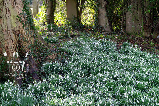 Middleham Castle snowdrops photo by Soma Acharya InkTorrents Graphics @ InkTorrents.com