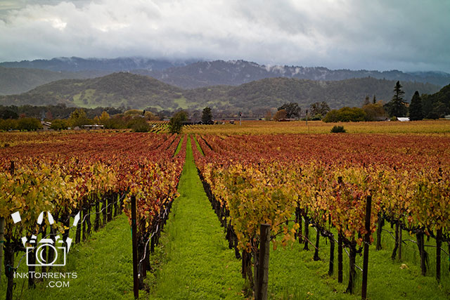 Wine County Napa, California autumn colours InkTorrents Graphics Soma Acharya