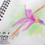 Wandering Camera – Wildflowers